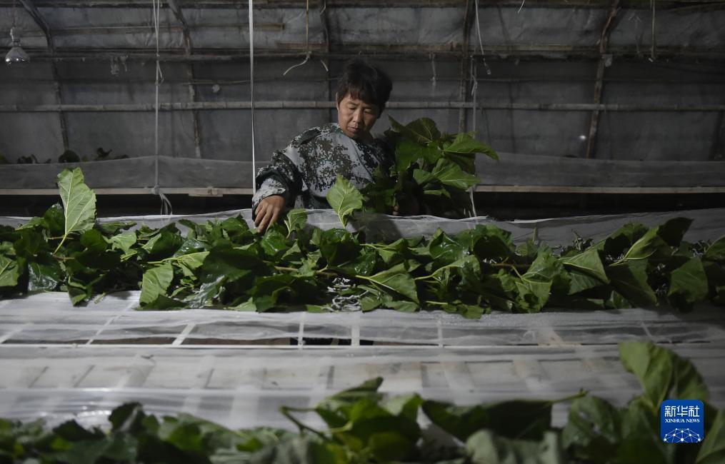 拉菲平台登录1